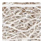 Merck Anti-ARHGEF17 antibody produced in rabbit