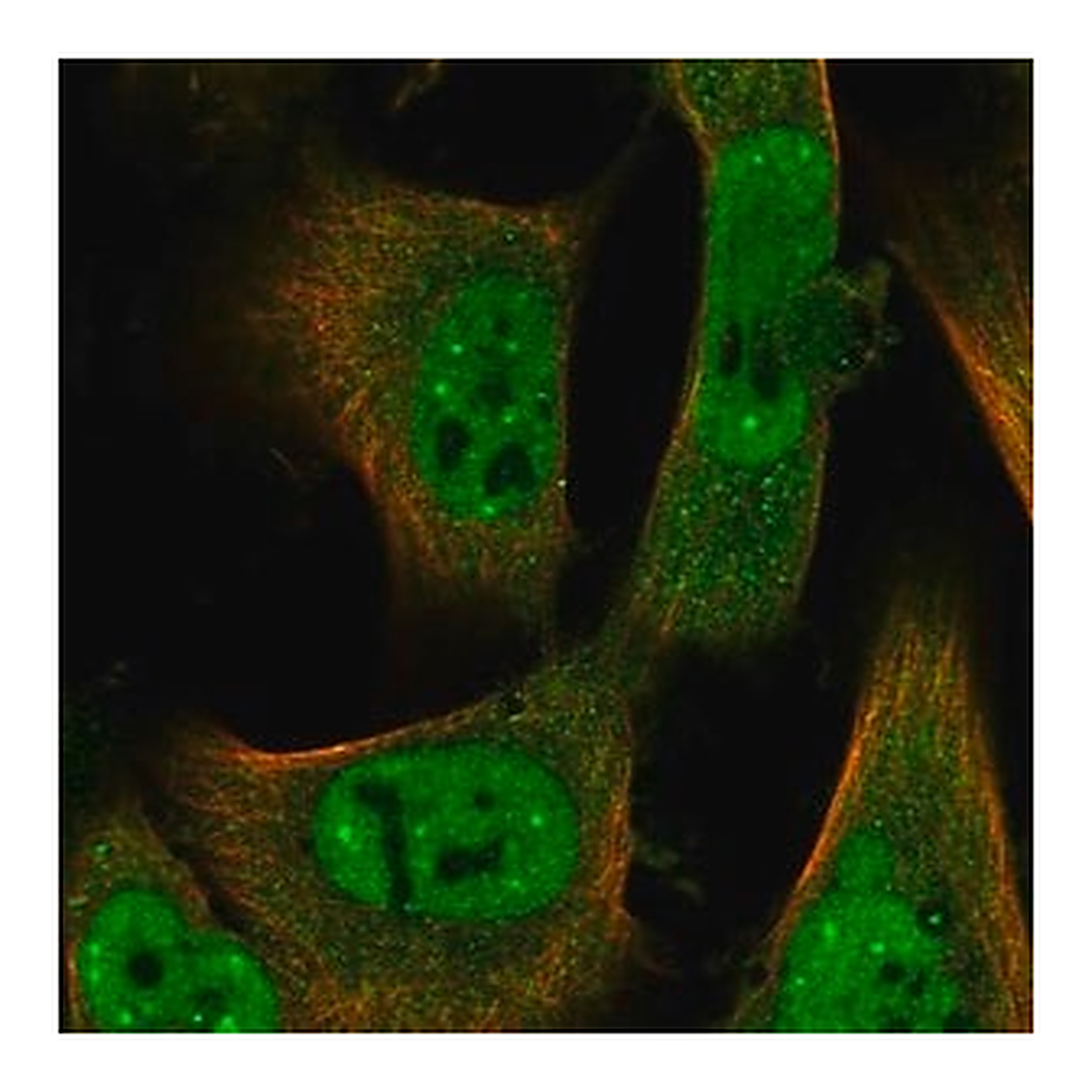 Merck Anti-ID2 antibody produced in rabbit