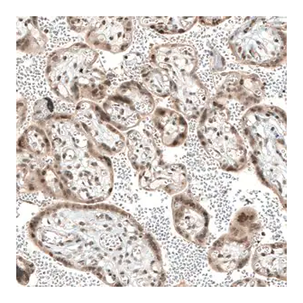 Merck Anti-TET1 antibody produced in rabbit