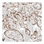 Merck Anti-TET1 antibody produced in rabbit
