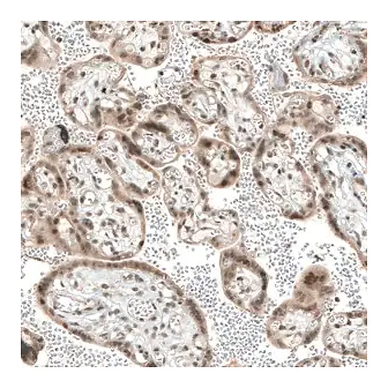Merck Anti-TET1 antibody produced in rabbit