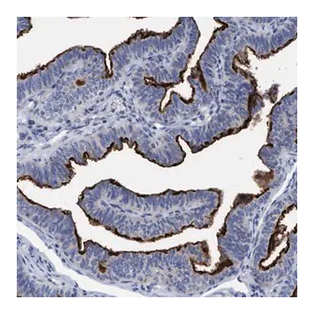 Merck Anti-SLC28A3 antibody produced in rabbit