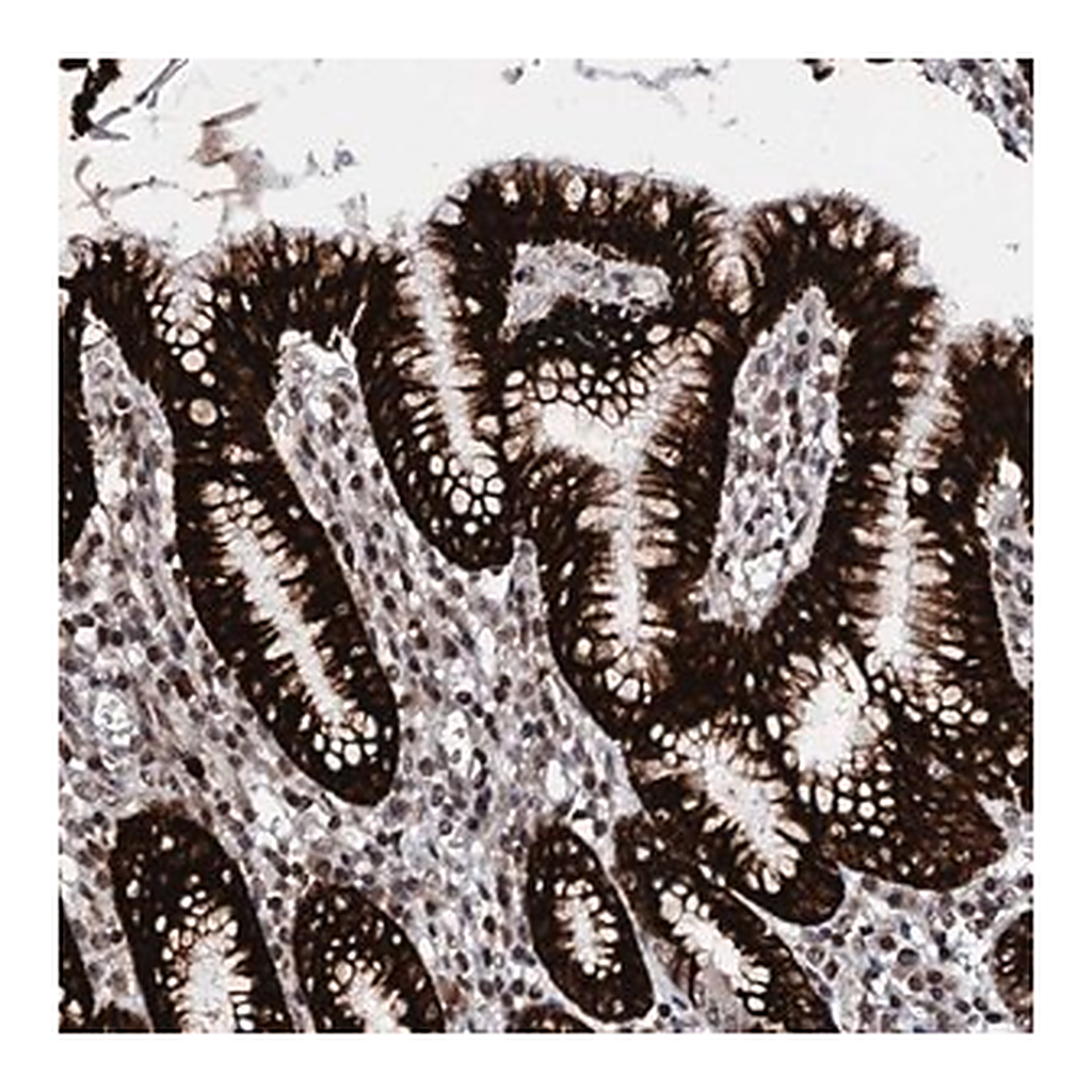 Merck Anti-LSM11 antibody produced in rabbit