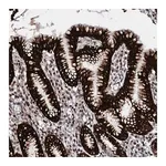 Merck Anti-LSM11 antibody produced in rabbit