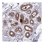 Merck Anti-ABCC10 antibody produced in rabbit
