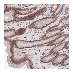 Merck Anti-TPRX1 antibody produced in rabbit