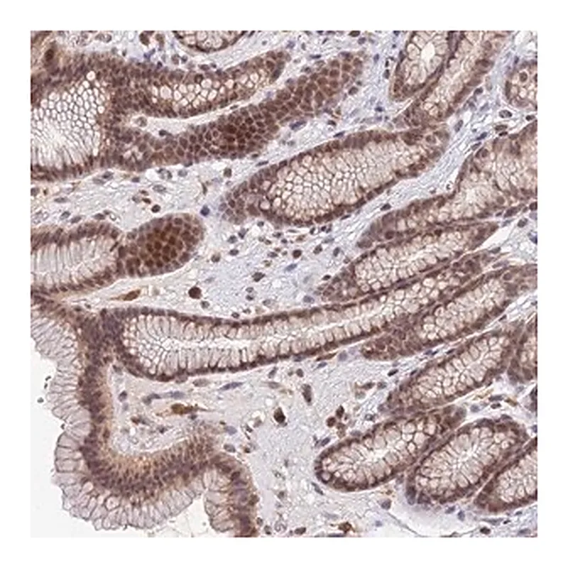 Merck Anti-TPRX1 antibody produced in rabbit