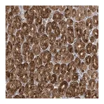 Merck Anti-CTDNEP1 antibody produced in rabbit