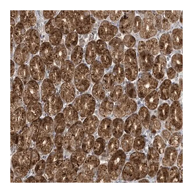 Merck Anti-CTDNEP1 antibody produced in rabbit