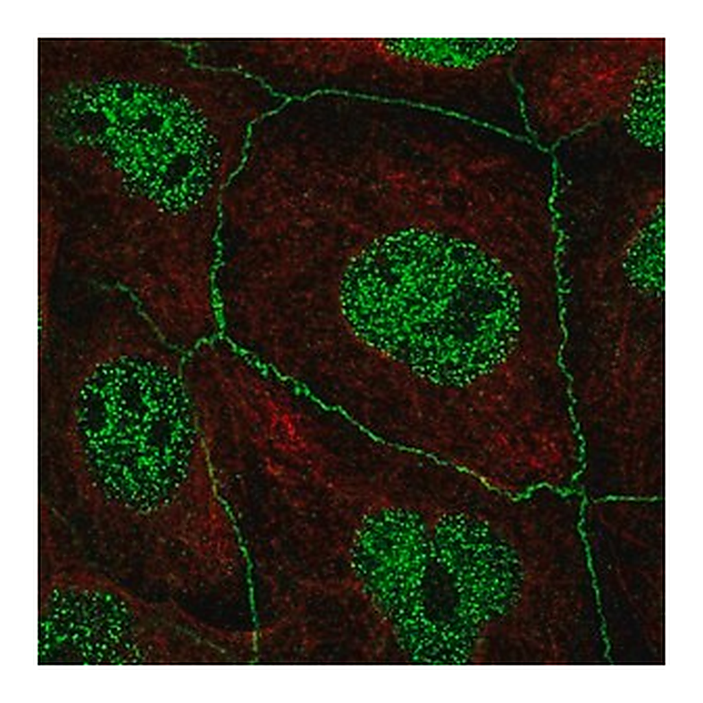 Merck Anti-C16ORF59 antibody produced in rabbit