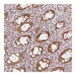Merck Anti-C1orf226 antibody produced in rabbit
