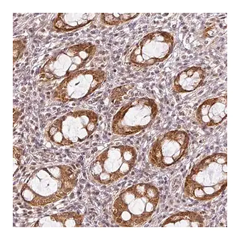 Merck Anti-C1orf226 antibody produced in rabbit