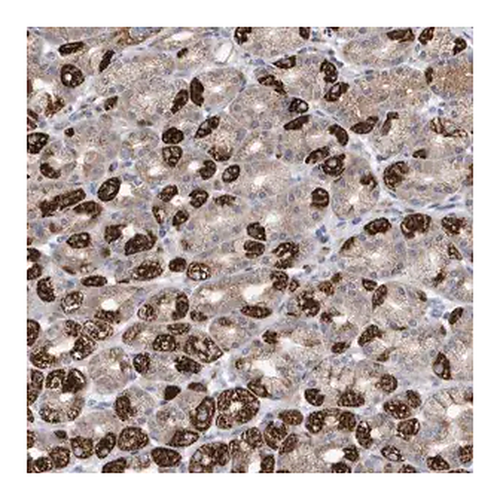 Merck Anti-METTL8 antibody produced in rabbit