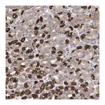 Merck Anti-METTL8 antibody produced in rabbit
