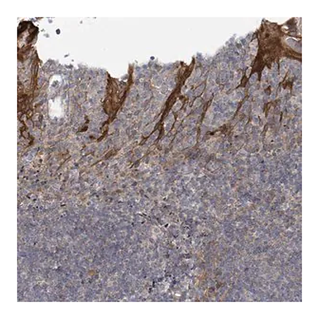 Merck Anti-COL5A3 antibody produced in rabbit