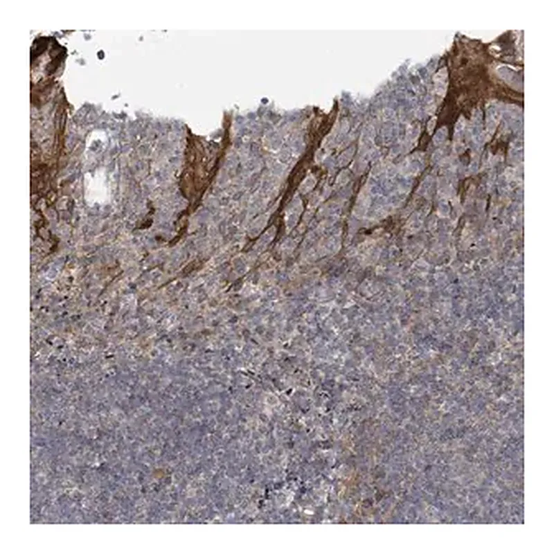 Merck Anti-COL5A3 antibody produced in rabbit
