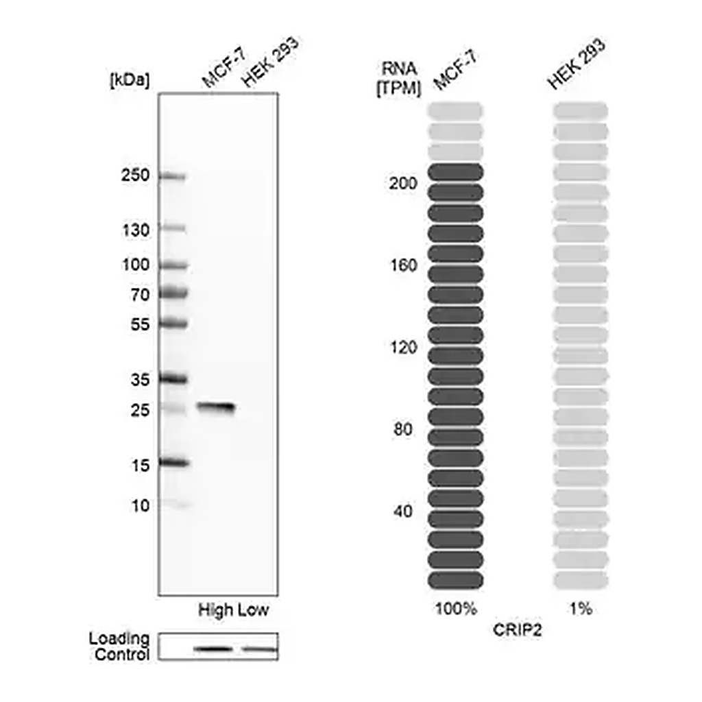 Merck Anti-CRIP2 antibody produced in rabbit