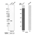 Merck Anti-CRIP2 antibody produced in rabbit