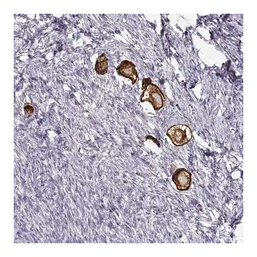 Merck Anti-ZP3 antibody produced in rabbit