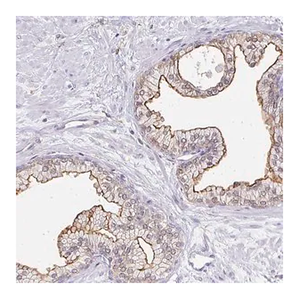 Merck Anti-TAS1R3 antibody produced in rabbit