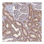 Merck Anti-SNPH antibody produced in rabbit