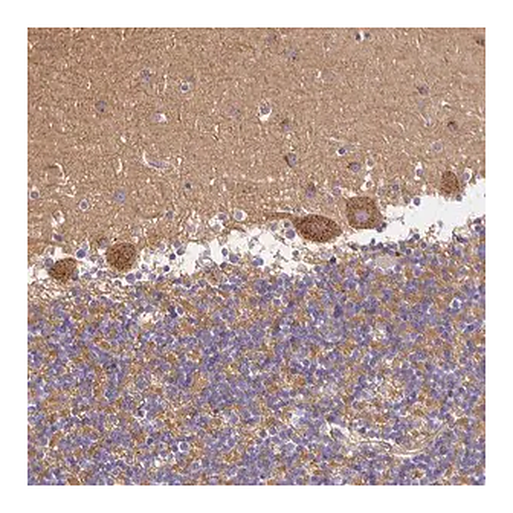 Merck Anti-SORL1 antibody produced in rabbit