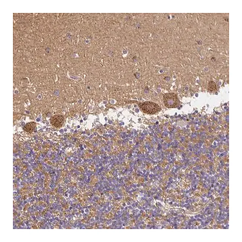 Merck Anti-SORL1 antibody produced in rabbit