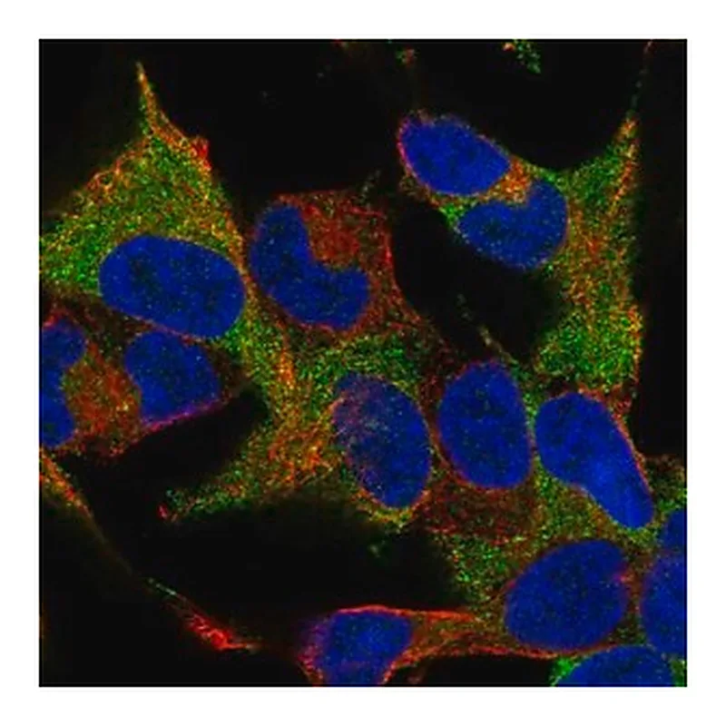 Merck Anti-WIPF1 antibody produced in rabbit