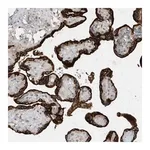 Merck Anti-USP53 antibody produced in rabbit