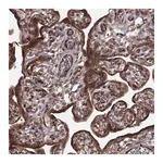 Merck Anti-FSTL1 antibody produced in rabbit