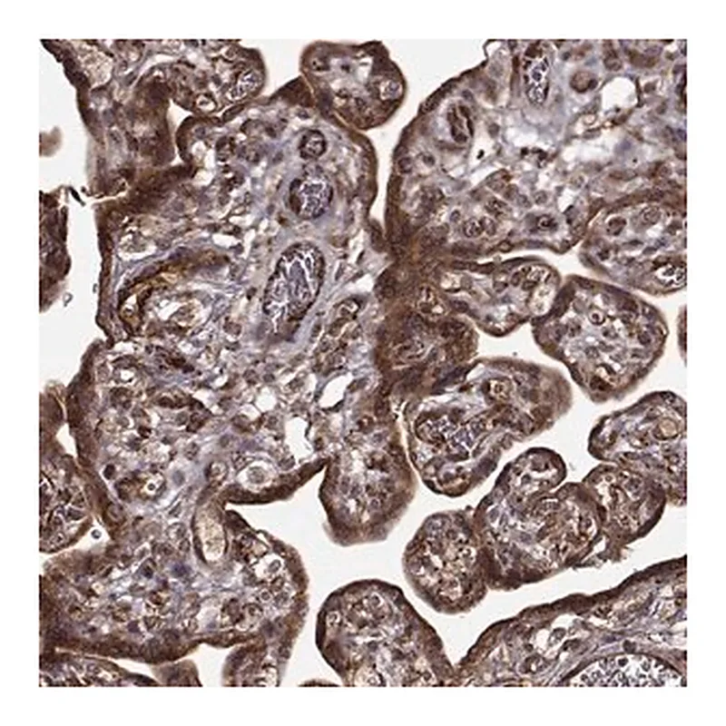 Merck Anti-FSTL1 antibody produced in rabbit