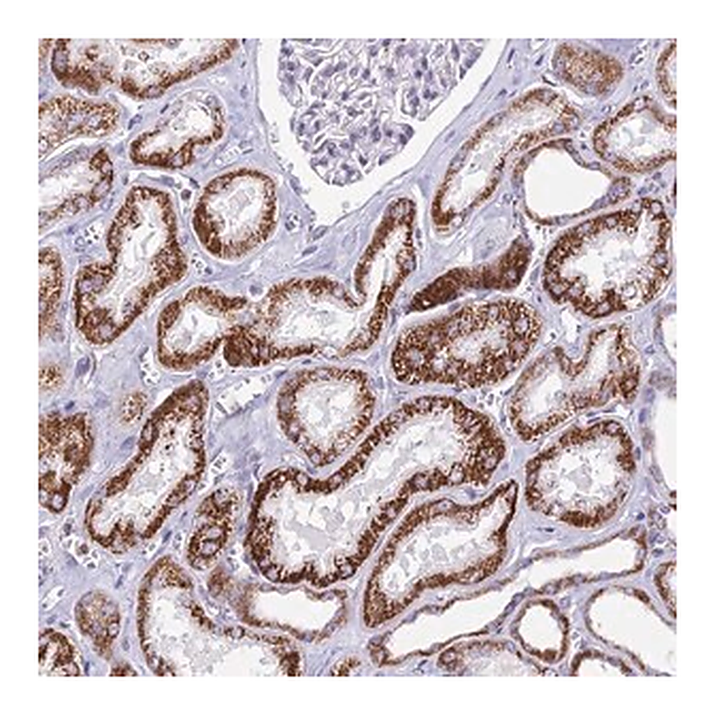 Merck Anti-CBWD1 antibody produced in rabbit