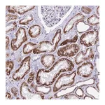 Merck Anti-CBWD1 antibody produced in rabbit