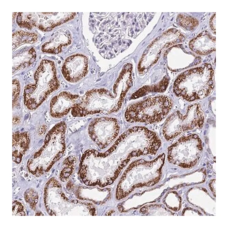 Merck Anti-CBWD1 antibody produced in rabbit