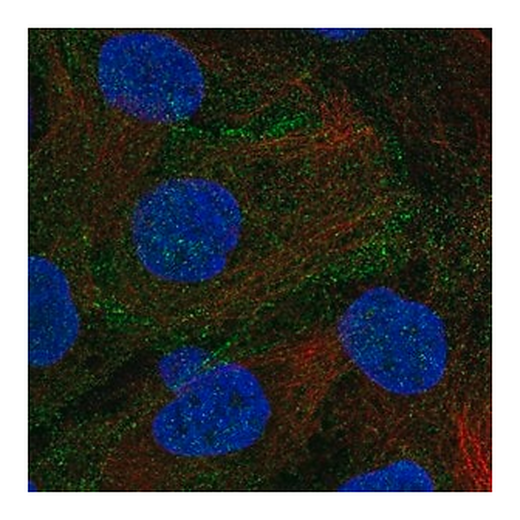 Merck Anti-DLG5 antibody produced in rabbit