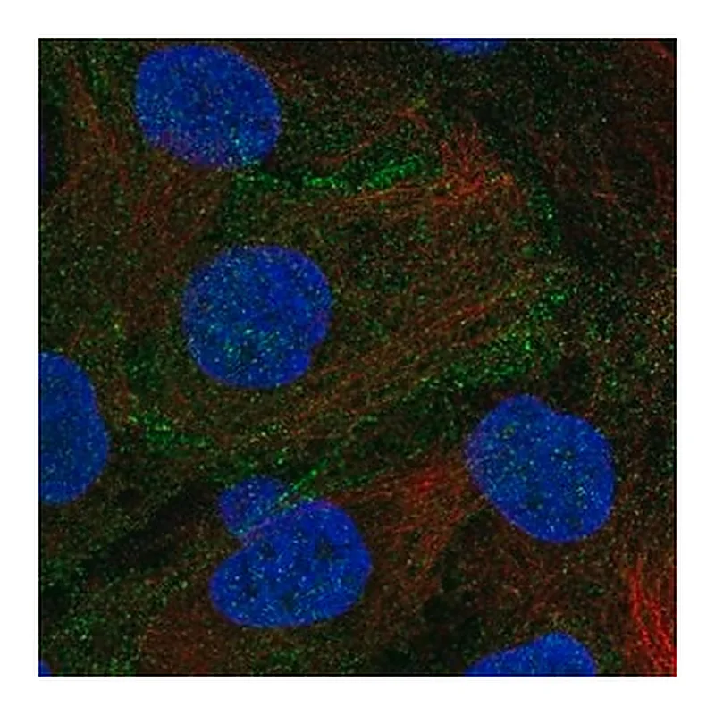 Merck Anti-DLG5 antibody produced in rabbit