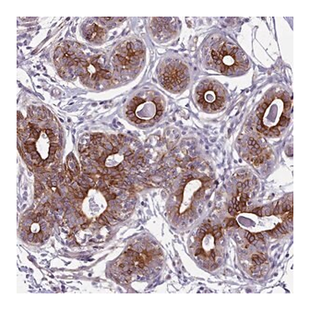 Merck Anti-PLD4 antibody produced in rabbit