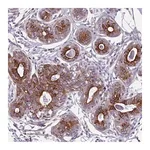 Merck Anti-PLD4 antibody produced in rabbit