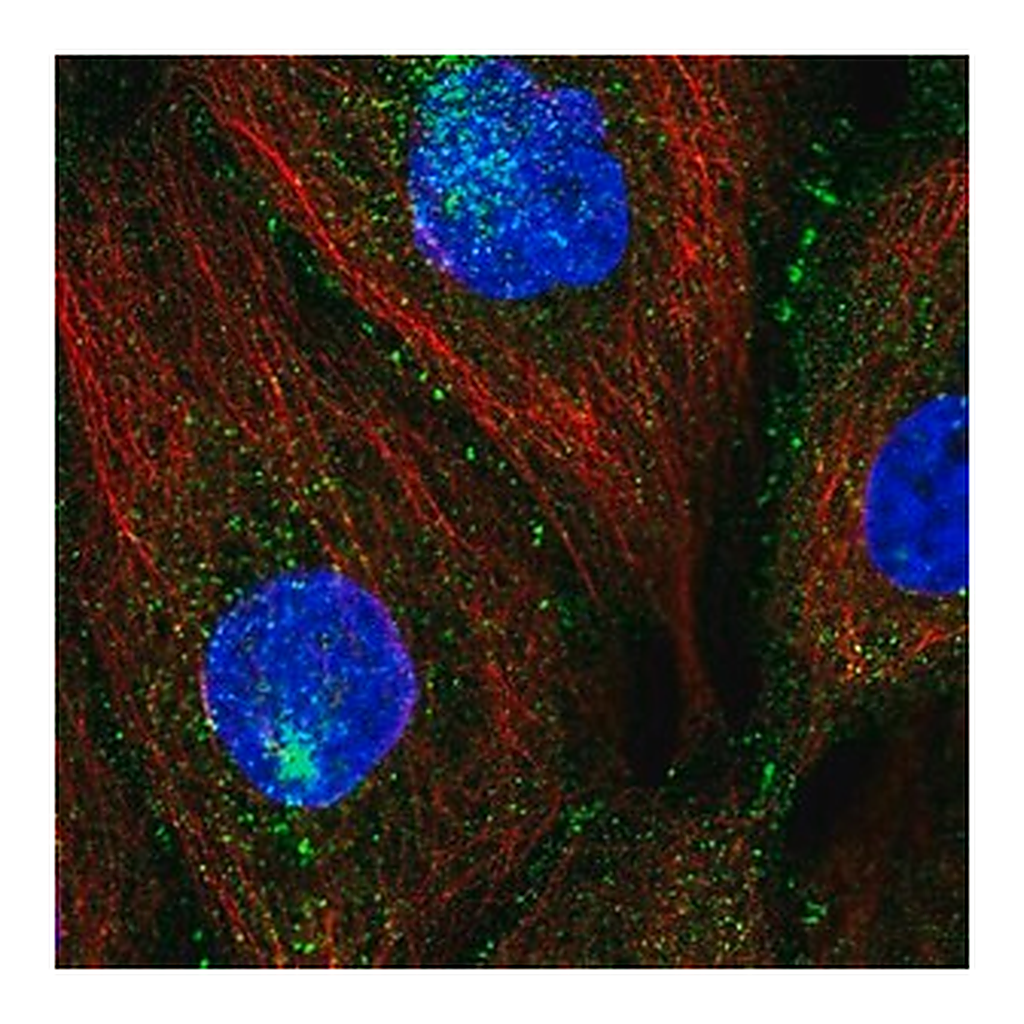 Merck Anti-PATJ antibody produced in rabbit