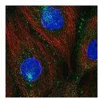 Merck Anti-PATJ antibody produced in rabbit