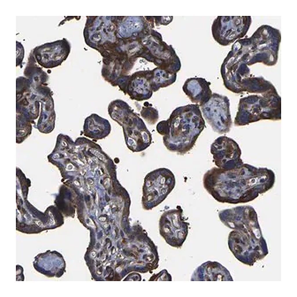 Merck Anti-TFG antibody produced in rabbit