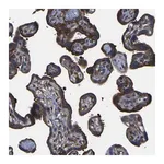 Merck Anti-TFG antibody produced in rabbit