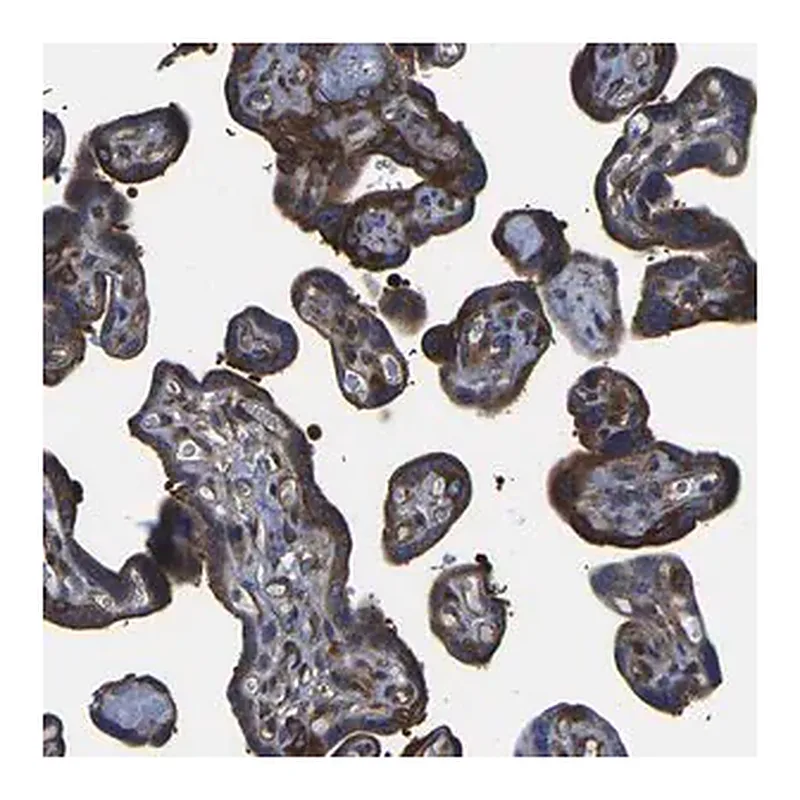 Merck Anti-TFG antibody produced in rabbit