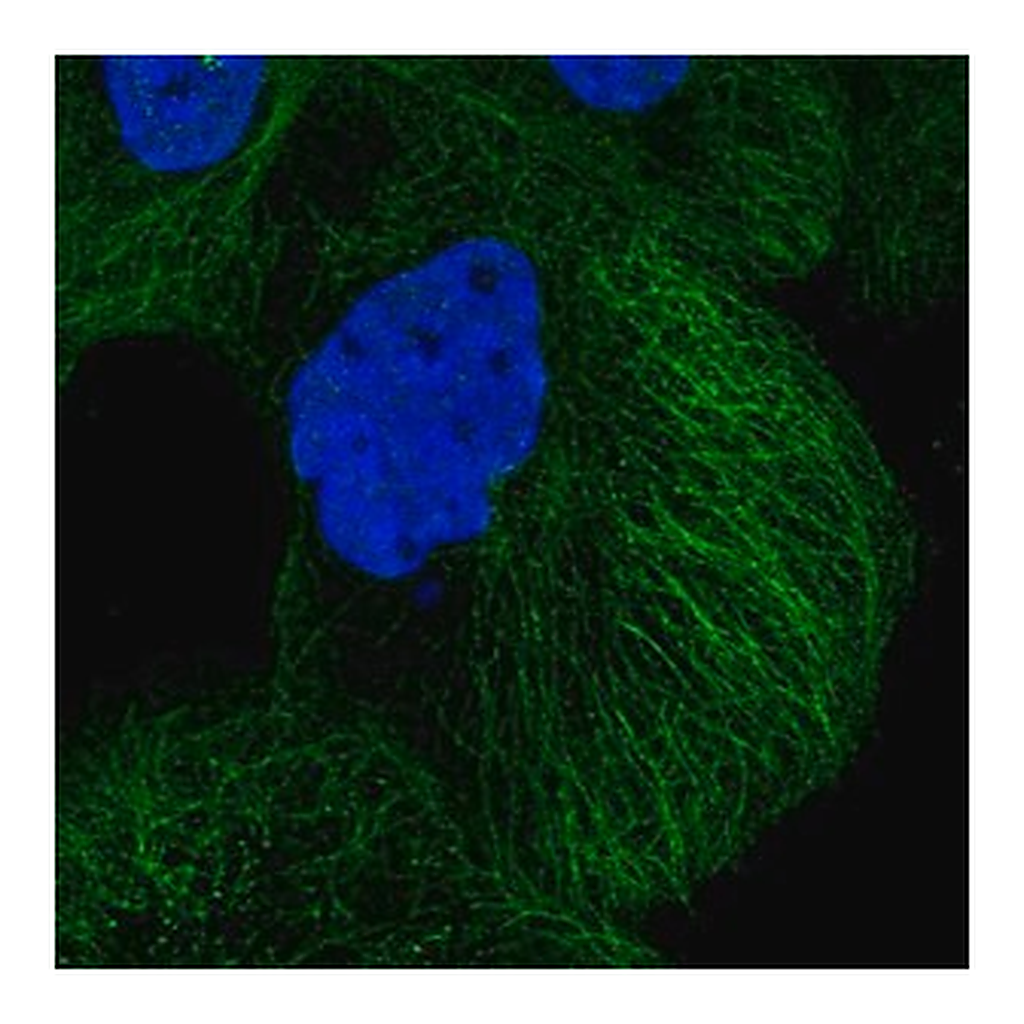 Merck Anti-DIAPH3 antibody produced in rabbit
