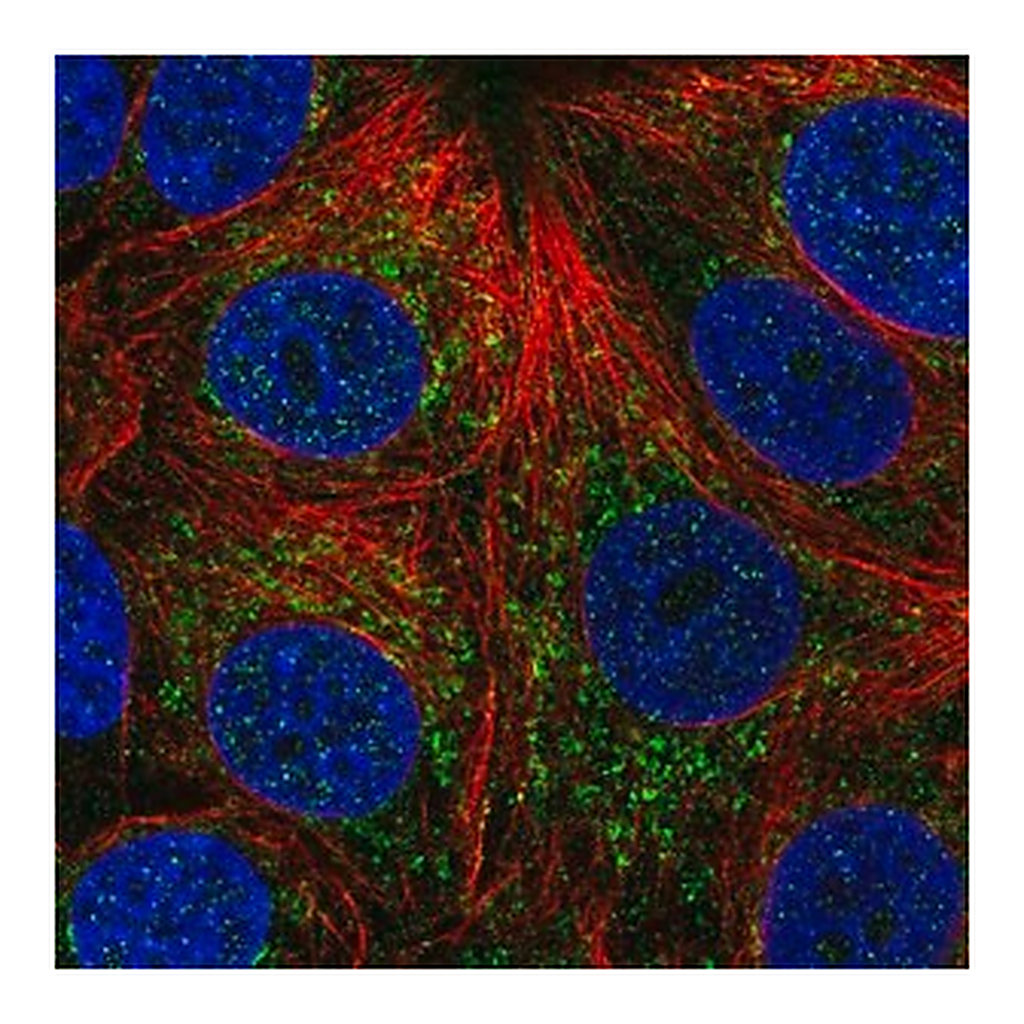 Merck Anti-CHCHD4 antibody produced in rabbit