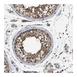 Merck Anti-CRCP antibody produced in rabbit