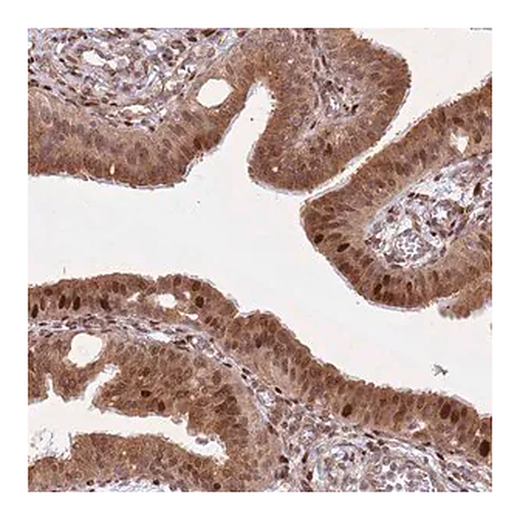 Merck Anti-HNRNPLL antibody produced in rabbit