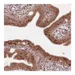 Merck Anti-HNRNPLL antibody produced in rabbit
