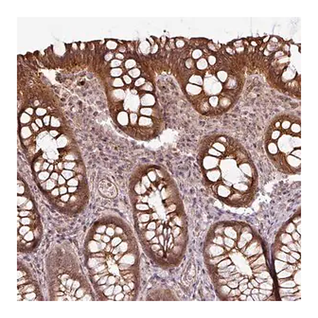 Merck Anti-DCAF13 antibody produced in rabbit