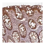 Merck Anti-DCAF13 antibody produced in rabbit